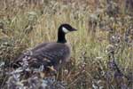 Aleutian Cackling Canada Goose - photo by Donna Dewhurst, USFWS