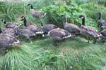 Aleutian Cackling Canada Geese - photo by Donna Dewhurst, USFWS
