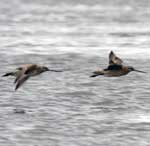 Bar-tailed Godwits flying