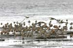 Bar-tailed Godwits Roosting - photo by Robert E. Gill, U.S. Geological Survey