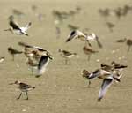 Bar-tailed Godwits Roosting and Flying - photo by Robert E. Gill, Jr. U.S. Geological Survey