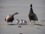 Black Brant family - photo by Jeff Wasley, USGS