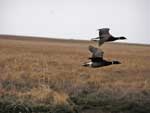 Black Brant pair flying - photo by Jeff Wasley, USGS