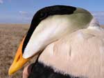 Common Eider close up - photo by Jeff Wasley, USGS