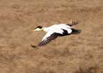 Common Eider drake flying - photo by Jeff Wasley, USGS