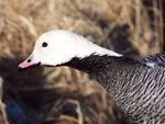 Emperor Goose at Dutch Harbor - photo by John Reed, USGS