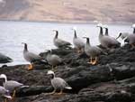 Emperor Geese flock on the rocks - photo by Jeff Wasley, USGS