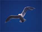 Glaucous Gull - photo by Tim Bowman, USFWS