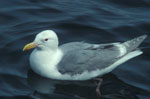 Glaucous-winged Gull - photo by John Reed, USGS