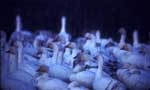 Lesser Snow Geese flock - photo by Craig Ely, USGS