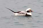 Long-tailed duck - photo by Jeff Wasley, USGS