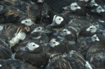 Bunch of Long-tailed Ducks ready for banding - photo by John Reed, USGS