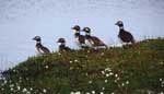 Long-tailed duck mob on Kigigak Island - photo by Margaret Petersen, USGS