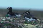 Long-tailed duck pair on land - photo by Craig Ely, USGS