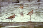 Pectoral Sandpipers - photo by Craig Ely, USGS