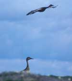 Sandhill crane pair - photo by Craig Ely, USGS