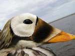 Spectacled Eider close up - photo by Jeff Wasley, USGS
