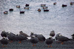 Steller's Eiders, Emperor Geese and Glaucous-winged Gulls near Dutch Harbor - photo by John Reed, USGS