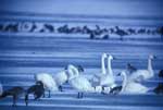 Tundra Swan and Canada Geese on the ice - photo by Craig Ely, USGS