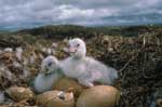 Tundra Swan cygnets after hatching - photo by Craig Ely, USGS