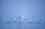 Tundra Swan in the fog - photo by Craig Ely, USGS