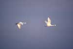 Tundra Swan pair flying - photo by Craig Ely, USGS