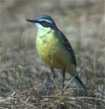 Yellow Wagtail - photo by Craig Ely, USGS