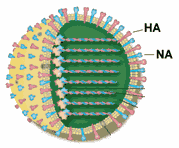 Virus model illustrating surface proteins