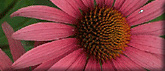 Echinacea Flower