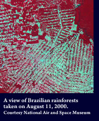 Rainforestbrazil_2