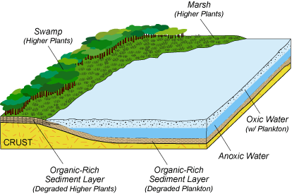 Stage 1 Illustration: Development of stagnant water conditions in some of the expanded oceans caused the bottom waters to be depleted in oxygen (anoxic), which allowed portions of decaying plankton (e.g., algae, copepods, bacteria, and archaea) that originally lived in the upper oxygen-bearing (oxic) waters to be preserved as a sediment layer enriched in organic matter.