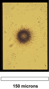 Fission-track map of a very small uranium-rich particle from stream sediment below a uranium mine.  The particle is much smaller than the 50-micron starburst pattern shown.