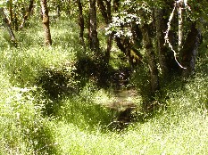 jordan creek photo