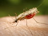 This podcast gives an overview of malaria, including prevention and treatment, and what CDC is doing to help control and prevent malaria globally.