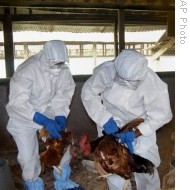 Health officials cull chickens suspected to be infected with bird flu virus at a farm in Gauhati, India, 11 Dec 2008