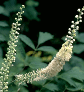 Black Cohosh