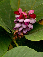 Kudzu (Pueraria lobata). © Alternative Nature Herbals
