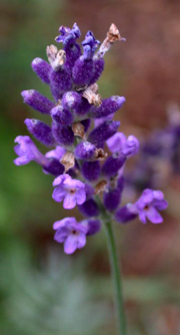 Lavender, Copyright: Alternative Nature Herbals
