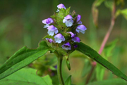 Self-heal (prunella); Copyright Alternative Nature Herbals