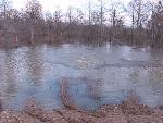 Flood 2008 - Sandboil with fish video