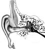 Illustration of inner and outer ear