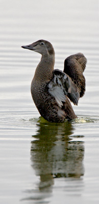 Photo of a King Eider in late fall, Copyright by Donna Dewhurst