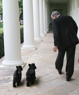 Barney and Miss Beazley follow President George W. Bush along the West Wing Colonnade Wednesday, July 23, 2008, on the way back to the Oval Office at the White House. White House photo by Joyce Boghosian