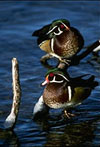 Wood Ducks