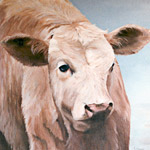 Closeup images of cow