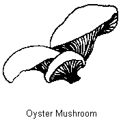 1.32Kb gif image of Oyster Mushrooms.