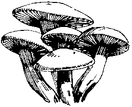 3.70Kb .gif image of Many Cap Clitocybe mushrooms