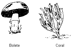 2.19Kb gif image of a Bolete Mushroom and Coral