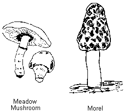 2.57Kb gif image of Meadow Mushrooms and a Morel.