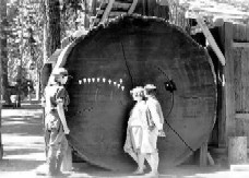 Image of children standing next to a giant tree examining years in rings - dendrochronology